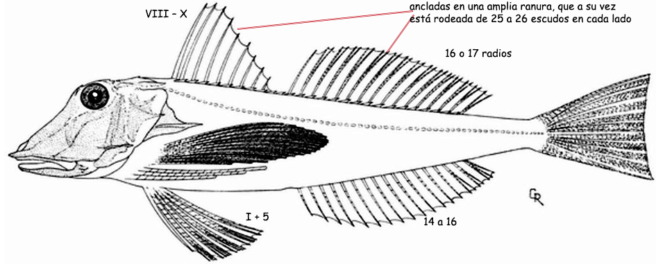 Chelidonichthys lucerna_01.jpg